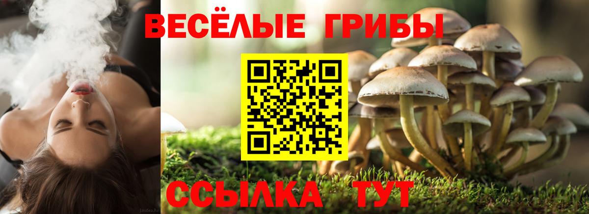 Псилоцибиновые грибы Psilocybe  Дубна 